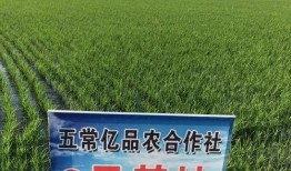 辛巴爆料五常大米视频,揭秘背后的惊人内幕