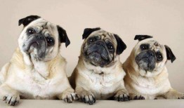 内蒙巴哥爆料最新消息今天