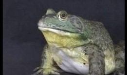 爆料养殖牛蛙视频播放,视频曝光背后的真相与争议