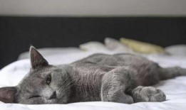 饶子找猫被人爆料视频,一场温馨又搞笑的寻猫大作战