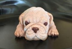 抖音爆料网红狗子视频,网友直呼“治愈系”