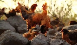 土鸡游戏爆料大全视频教程,视频教程精华汇总