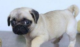 内蒙巴哥爆料最新消息今天