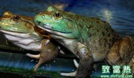 爆料养殖牛蛙视频播放,视频曝光背后的真相与争议