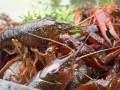 爆料小龙虾直播视频,小龙虾养殖与烹饪全过程