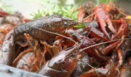 爆料小龙虾直播视频,小龙虾养殖与烹饪全过程