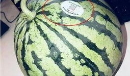 网红打假吃瓜,揭秘网络吃瓜背后的真相