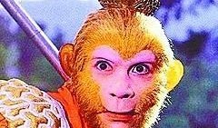 网友爆料猴哥事件视频,一场引发热议的动物保护风波