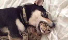 饶子找猫被人爆料视频,一场温馨又搞笑的寻猫大作战