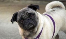 内蒙巴哥爆料最新消息今天