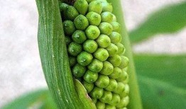 半夏吃瓜最新爆料,揭秘半夏吃瓜背后的惊人真相