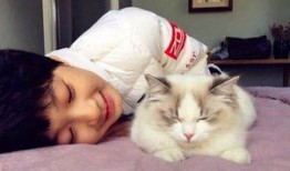 饶子找猫被人爆料视频,一场温馨又搞笑的寻猫大作战