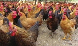 土鸡游戏爆料大全视频教程,视频教程精华汇总