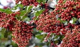 枫丹植物爆料最新消息是真的吗,最新消息真实性揭秘