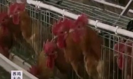 土鸡游戏爆料大全视频教程,视频教程精华汇总