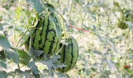 吃瓜网红高清,高清镜头下的真实生活