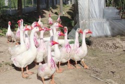 网红大鹅吃瓜视频