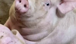 小胖猪是谁爆料的啊视频,揭秘“小胖猪是谁爆料的”视频背后的真相