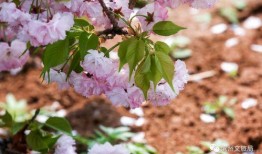 一色里樱在线观看,沉浸式视觉盛宴，揭秘日本校园青春秘境