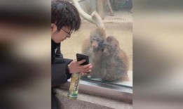 网友爆料猴哥事件视频,一场引发热议的动物保护风波