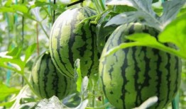 吃瓜群众免费吃瓜微信运城,吃瓜群众狂欢盛宴