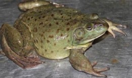 爆料养殖牛蛙视频播放,视频曝光背后的真相与争议