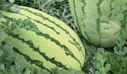 吃瓜群众免费吃瓜微信运城,吃瓜群众狂欢盛宴